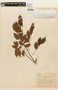 Copaifera langsdorffii image