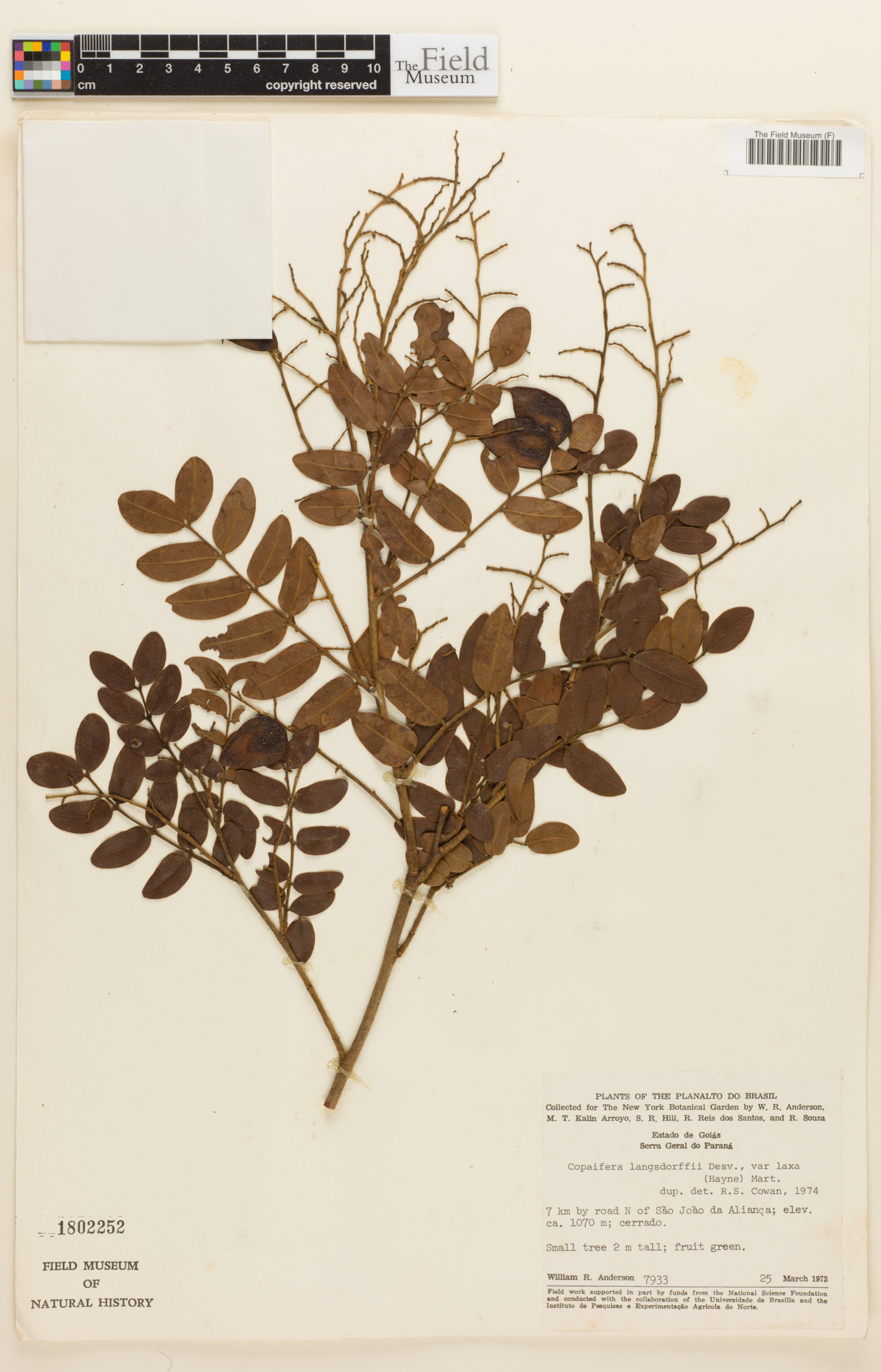 Copaifera langsdorffii var. laxa image