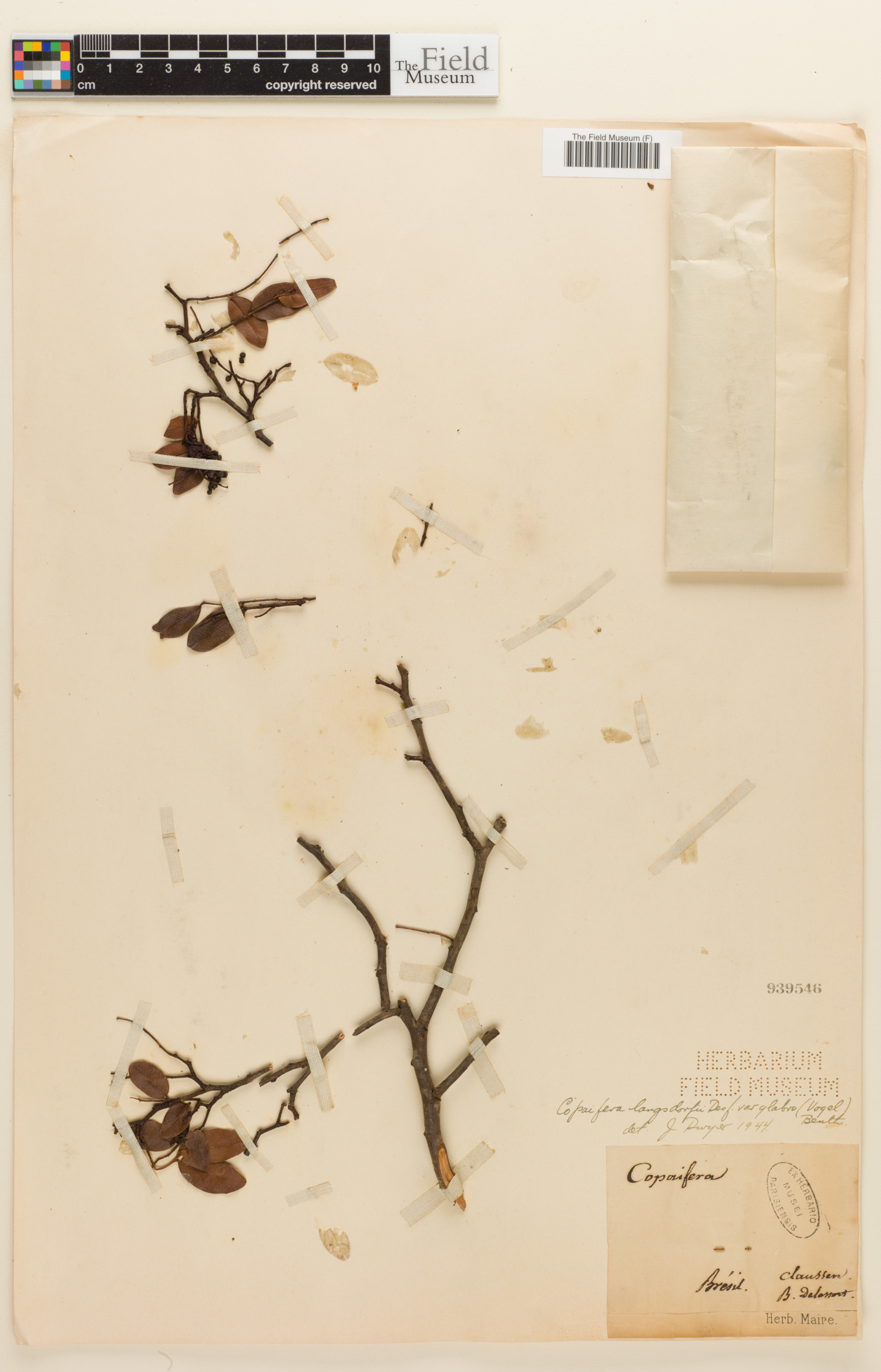 Copaifera langsdorffii var. glabra image