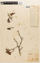 Copaifera langsdorffii var. glabra image