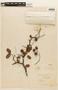 Copaifera luetzelburgii image