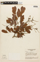 Copaifera luetzelburgii image