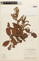 Copaifera marginata image