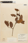 Copaifera martii image