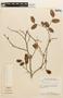 Copaifera martii image