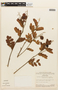 Copaifera oblongifolia image