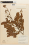 Copaifera oblongifolia image