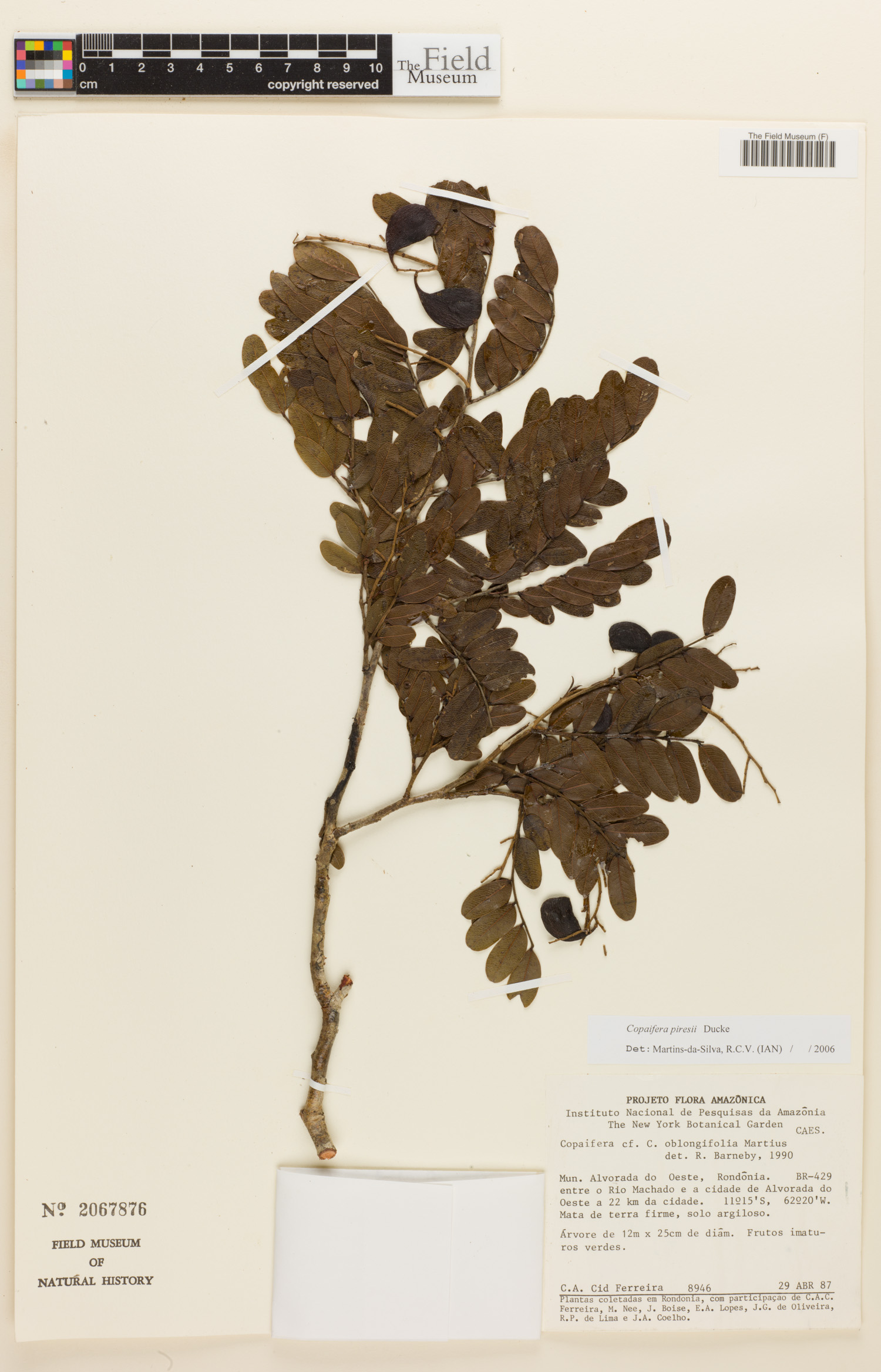 Copaifera piresii image