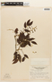 Copaifera reticulata image