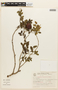 Copaifera trapezifolia image