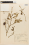 Copaifera trapezifolia image