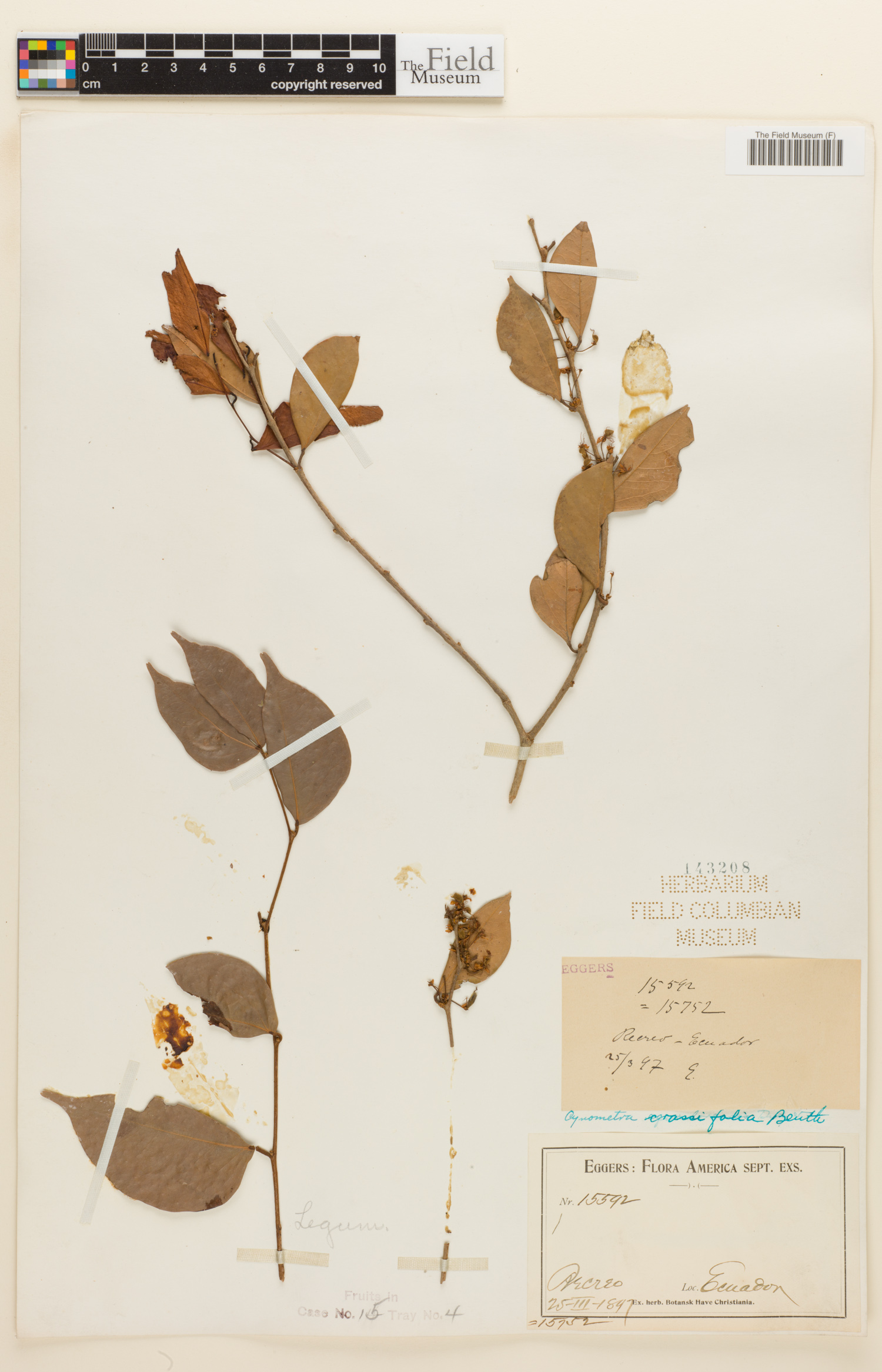 Cynometra crassifolia image