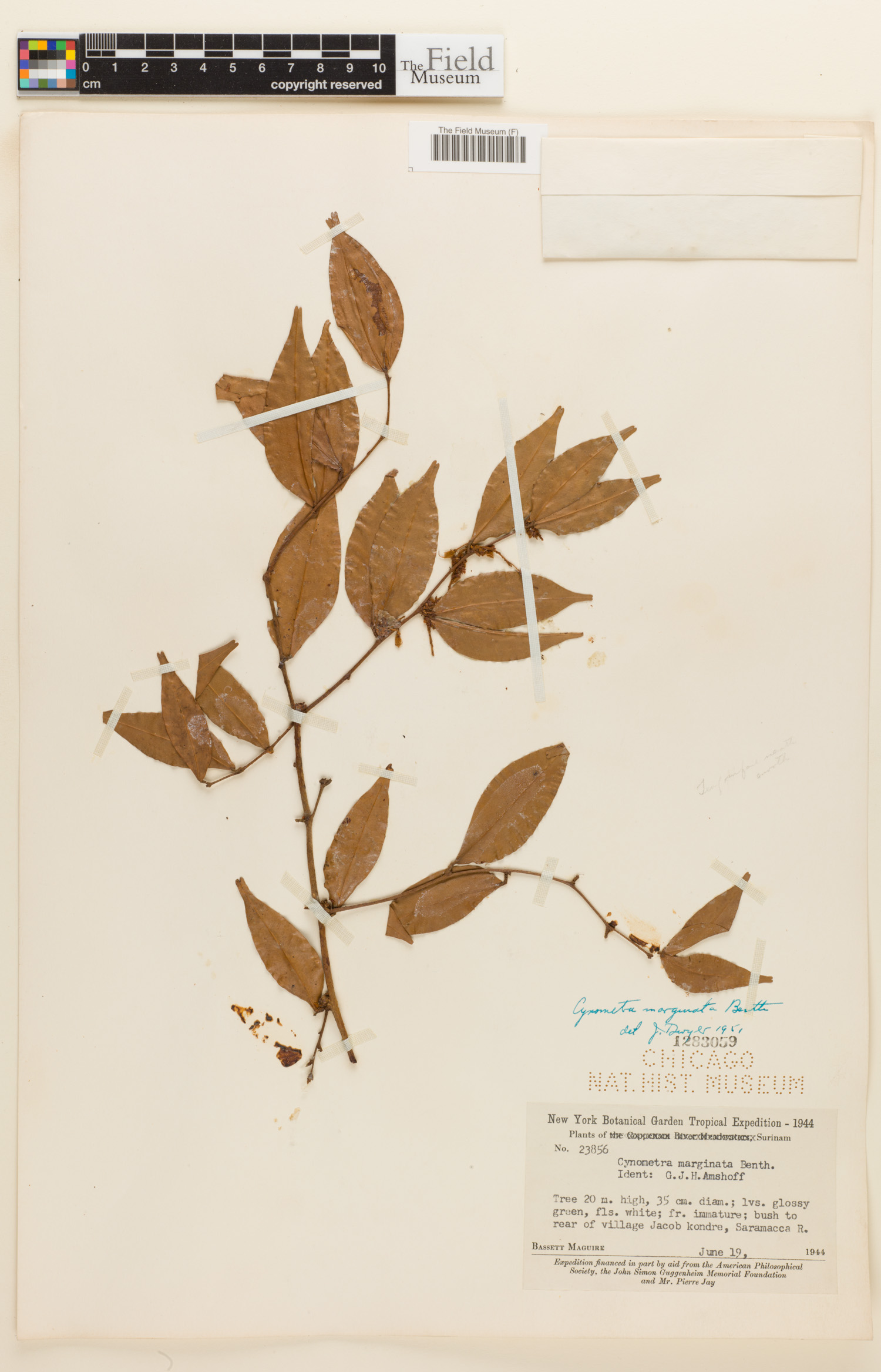 Cynometra marginata image