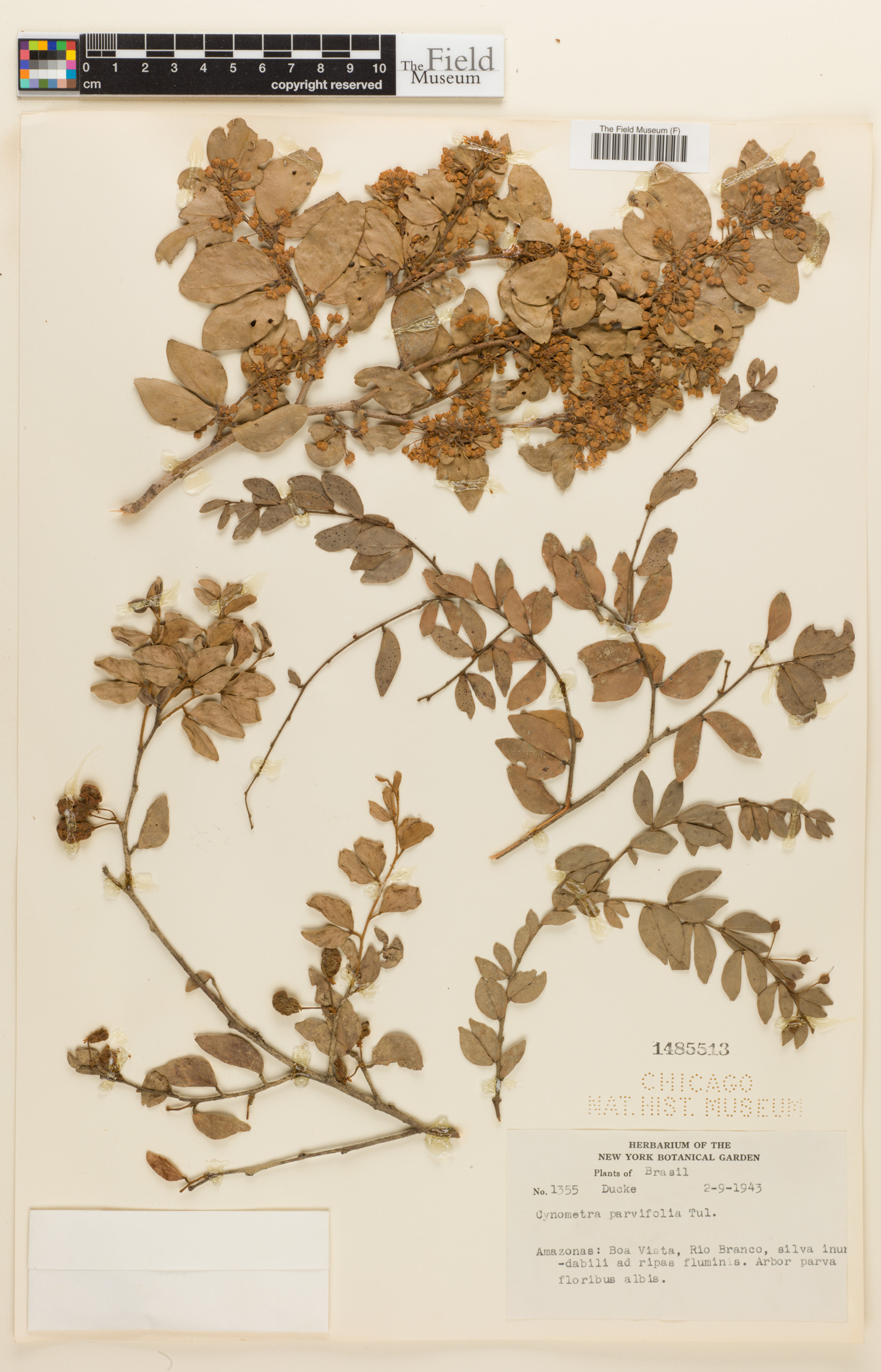 Cynometra parvifolia image