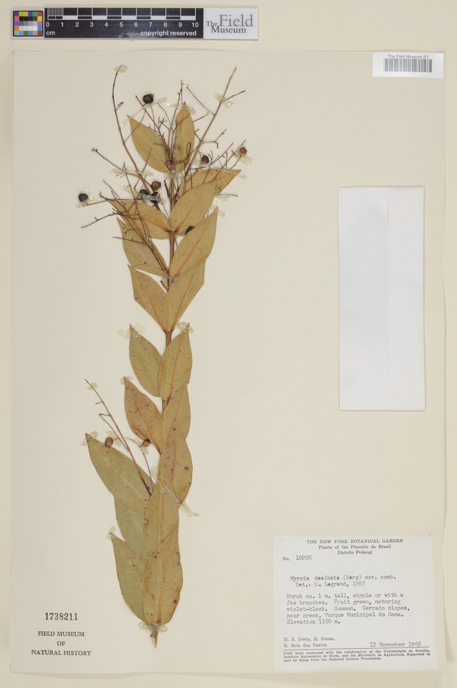 Myrcia dealbata image
