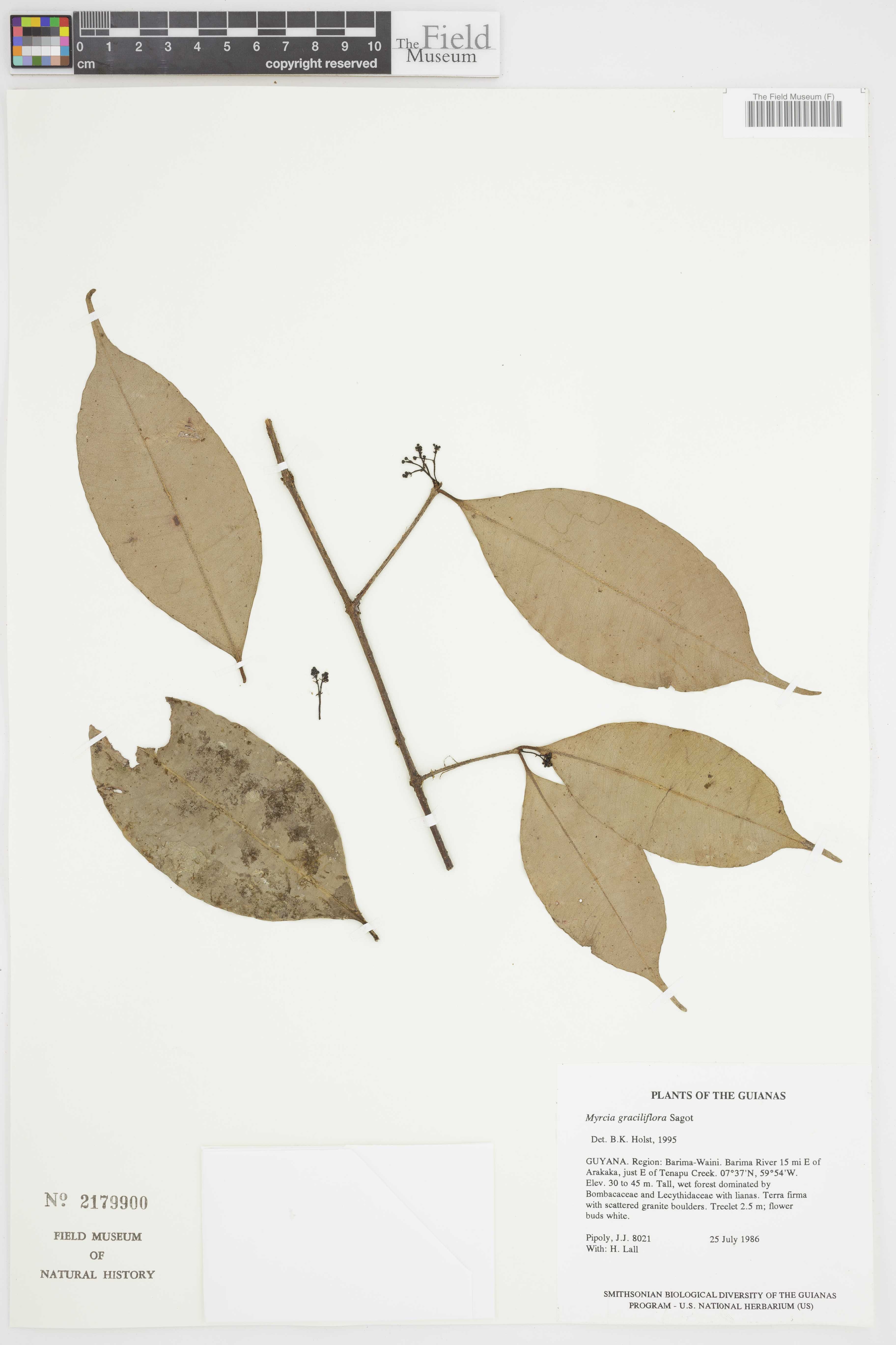 Myrcia graciliflora image