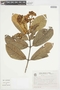Myrcia grandiflora image