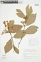 Myrcia grandiflora image