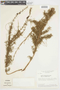 Myrcia linearifolia image
