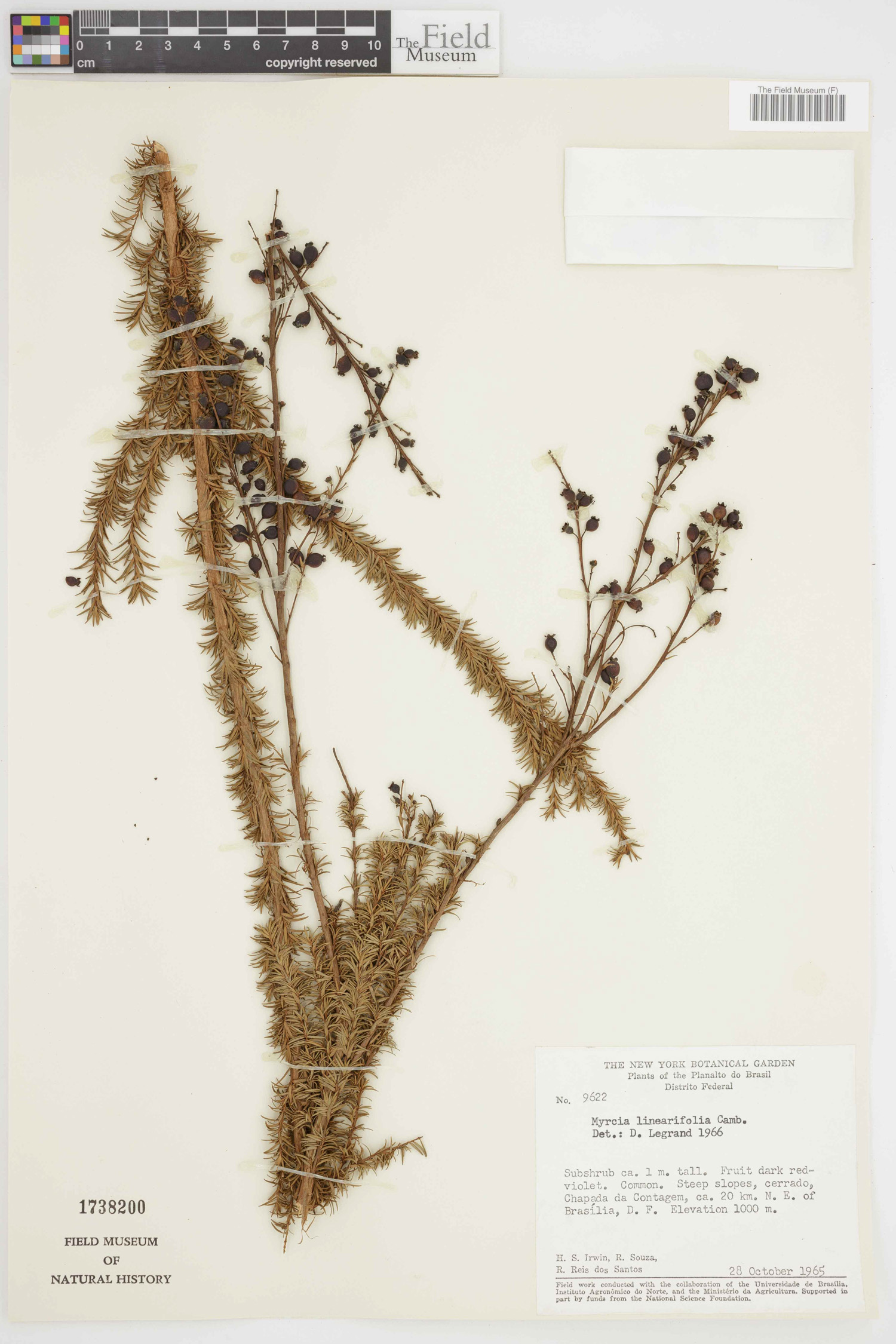 Myrcia linearifolia image
