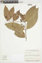 Myrcia magnoliifolia image