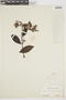 Myrcia pubiflora image