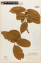 Dicorynia guianensis image