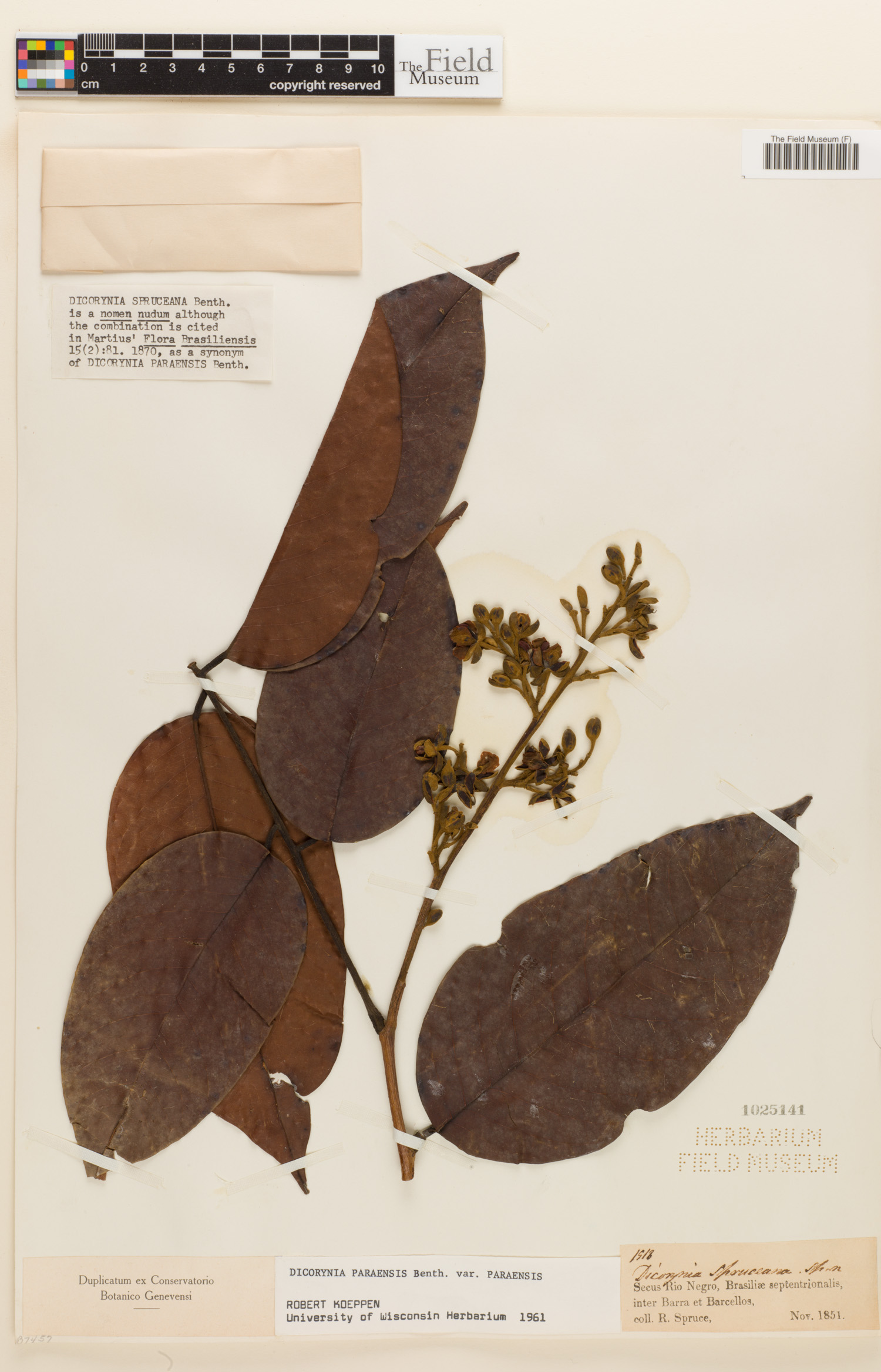 Dicorynia paraensis var. paraensis image