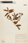 Dicorynia paraensis var. floribunda image
