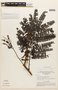 Dimorphandra campinarum image
