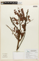 Dimorphandra campinarum image