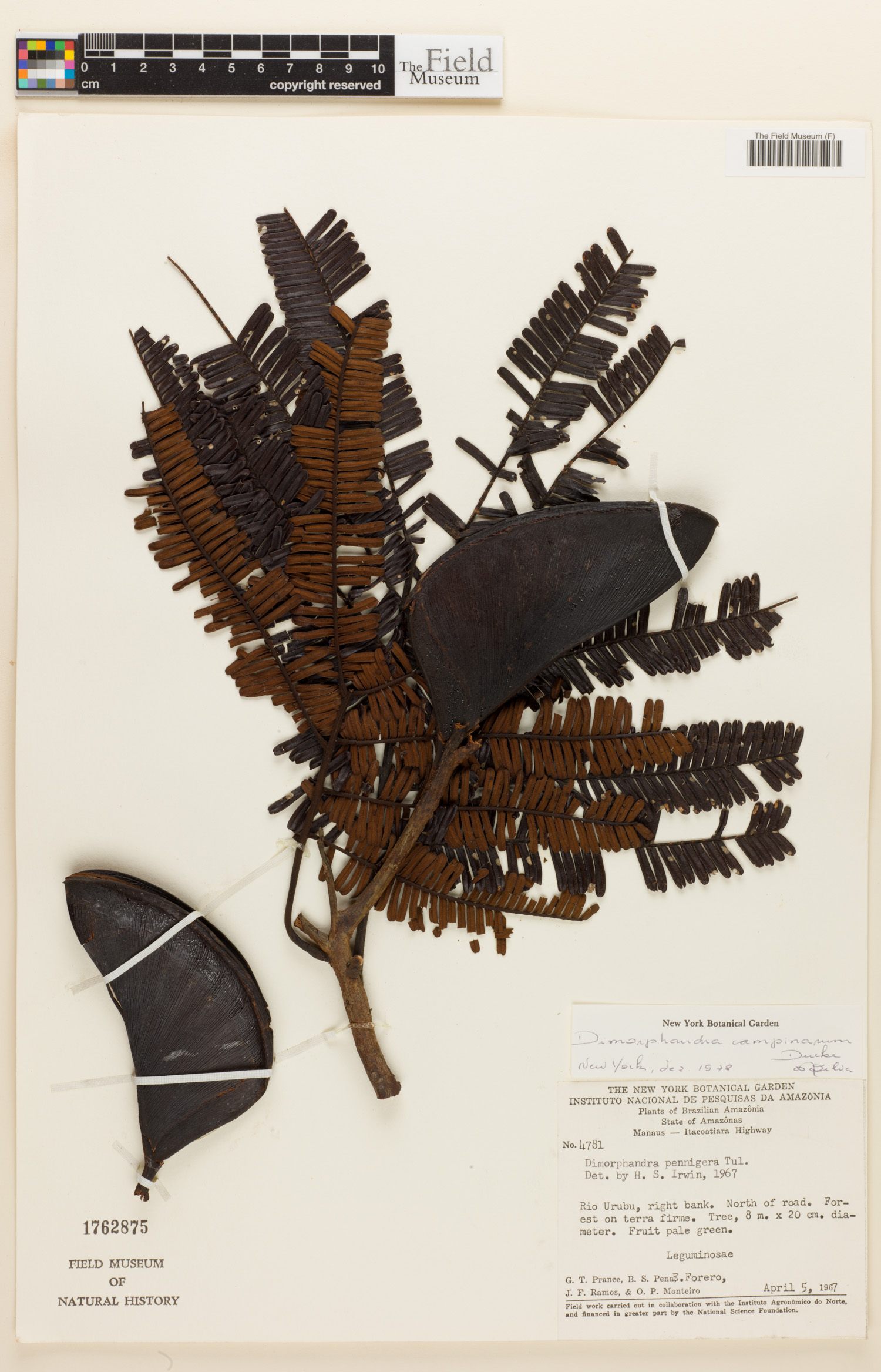 Dimorphandra campinarum image