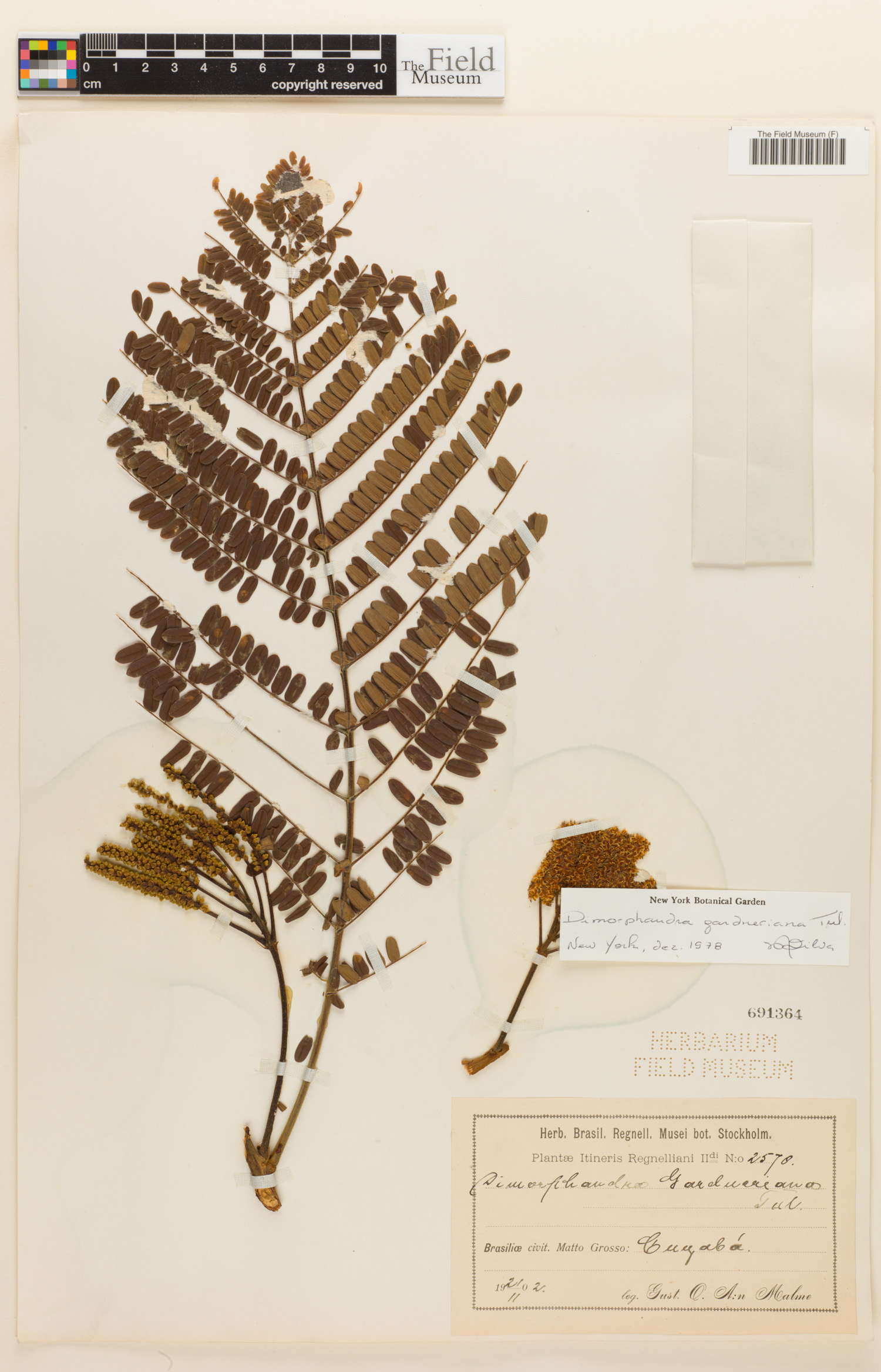 Dimorphandra gardneriana image