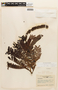 Dimorphandra polyandra image