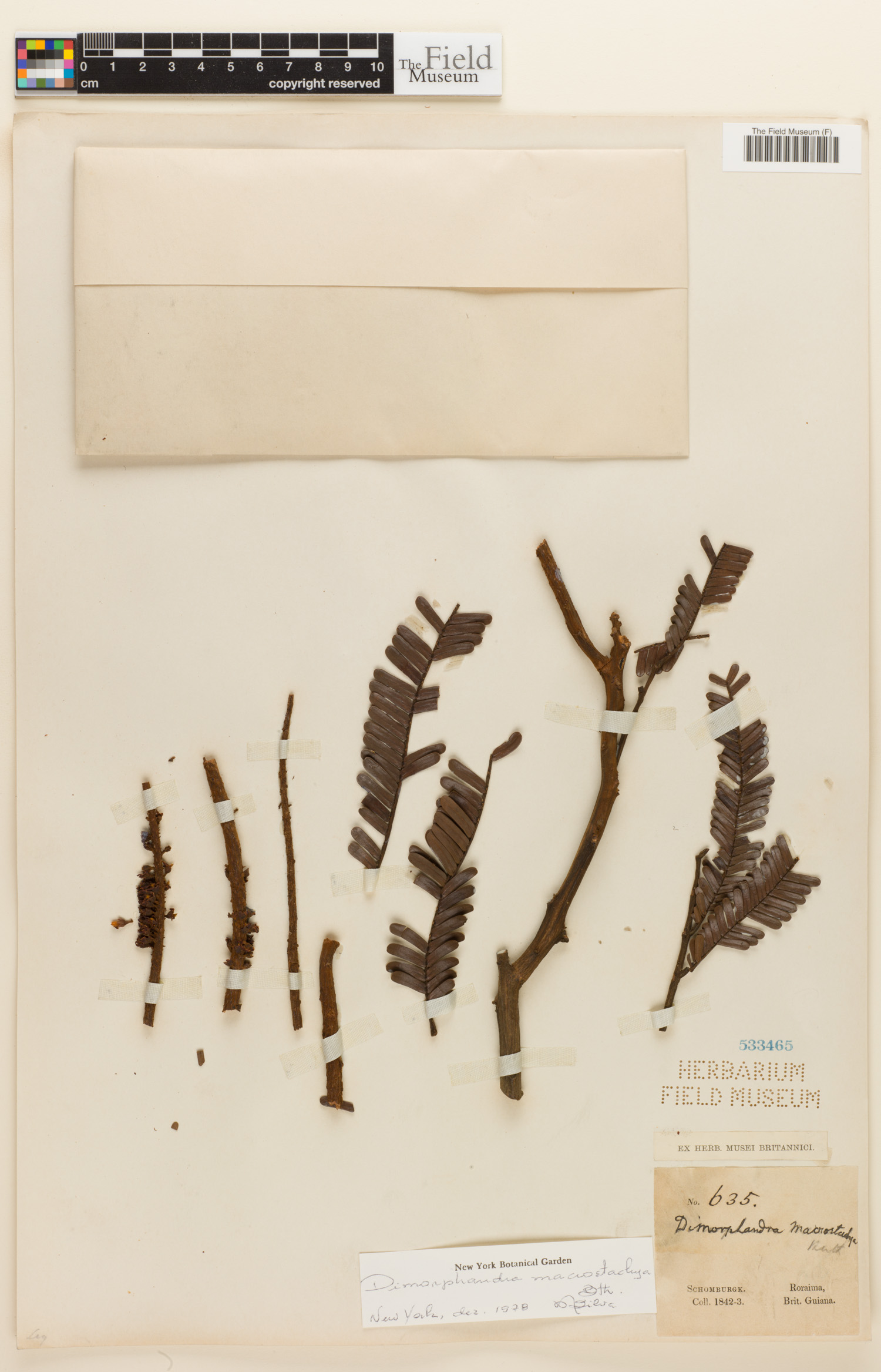 Dimorphandra macrostachya image