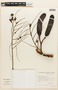 Dimorphandra mollis image