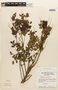 Dimorphandra parviflora image