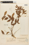Diptychandra aurantiaca subsp. epunctata image