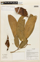 Ecuadendron acosta-solisianum image