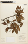 Eperua grandiflora image