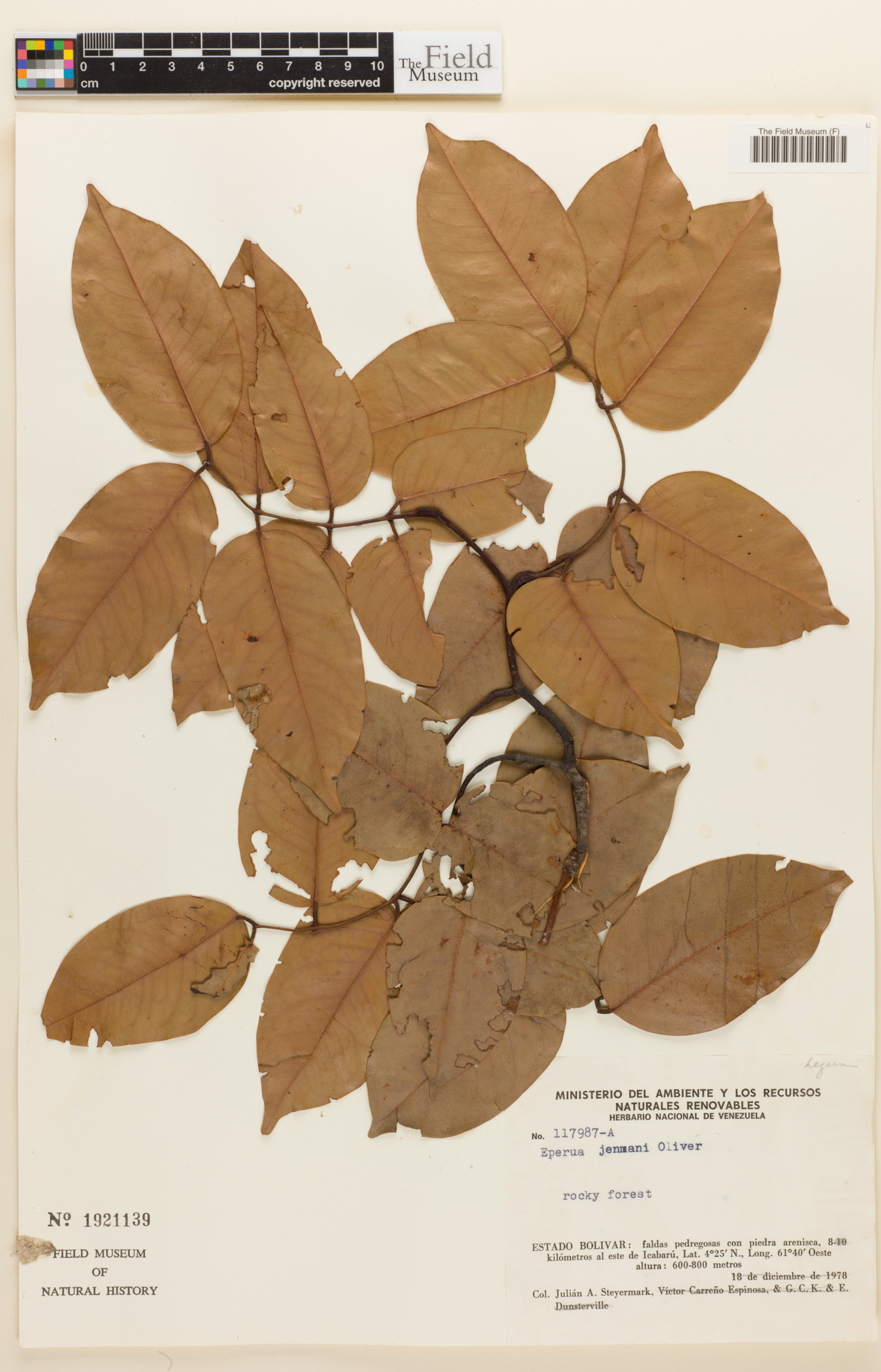 Eperua jenmanii image