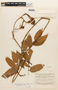 Eperua rubiginosa var. grandiflora image