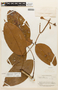 Eperua rubiginosa var. rubiginosa image