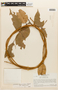 Eperua rubiginosa var. rubiginosa image
