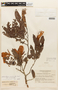 Heterostemon mimosoides image