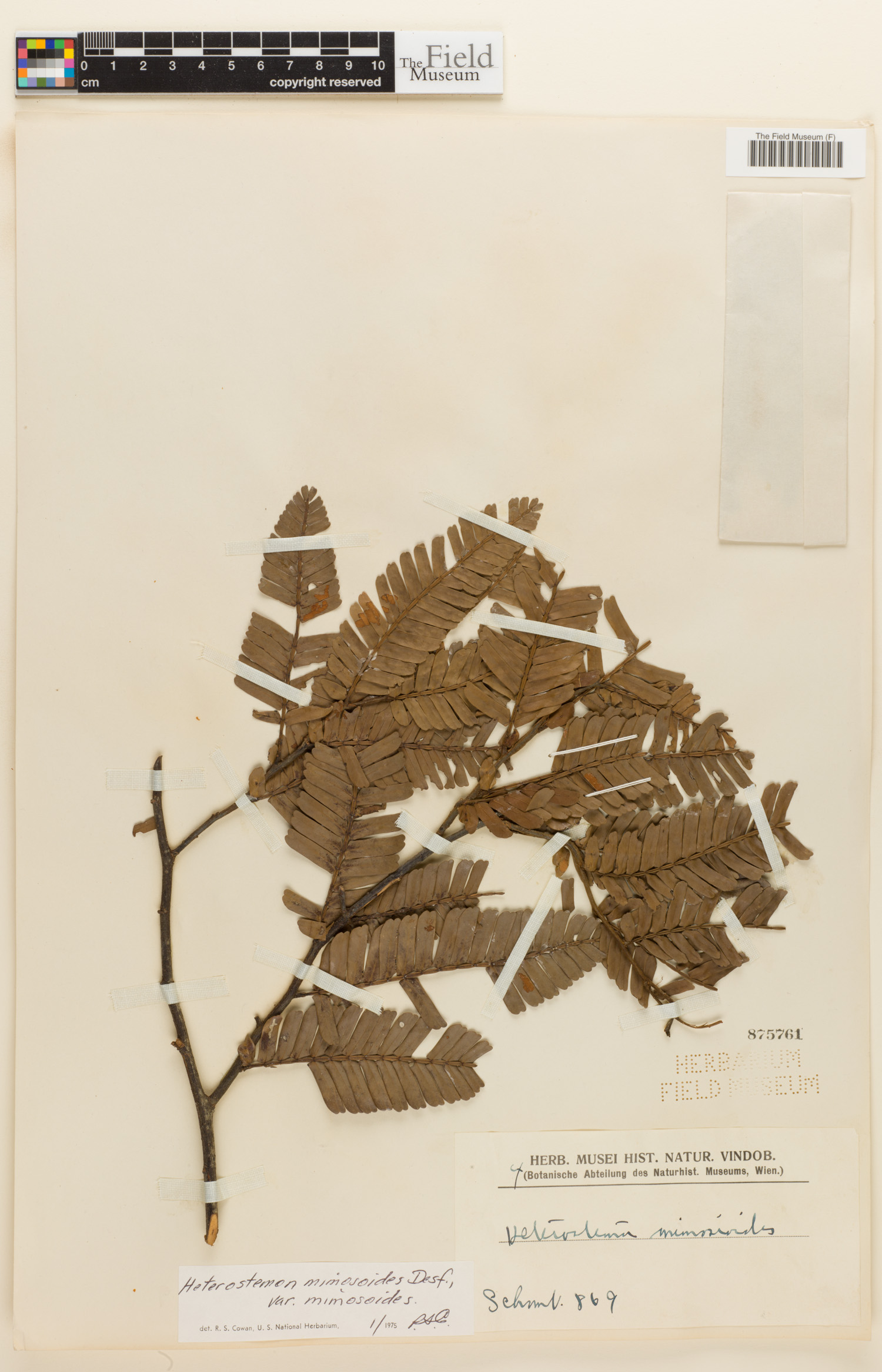 Heterostemon mimosoides image
