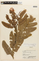 Heterostemon mimosoides var. mimosoides image