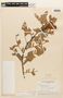 Heterostemon mimosoides var. mimosoides image