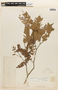 Heterostemon mimosoides image