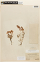 Hoffmannseggia trifoliata image
